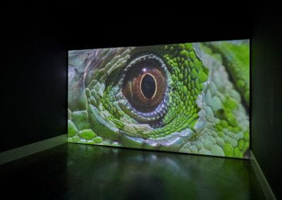 A film projected onto a wall in a dark gallery space, showing a close-up of a green lizard's eye.