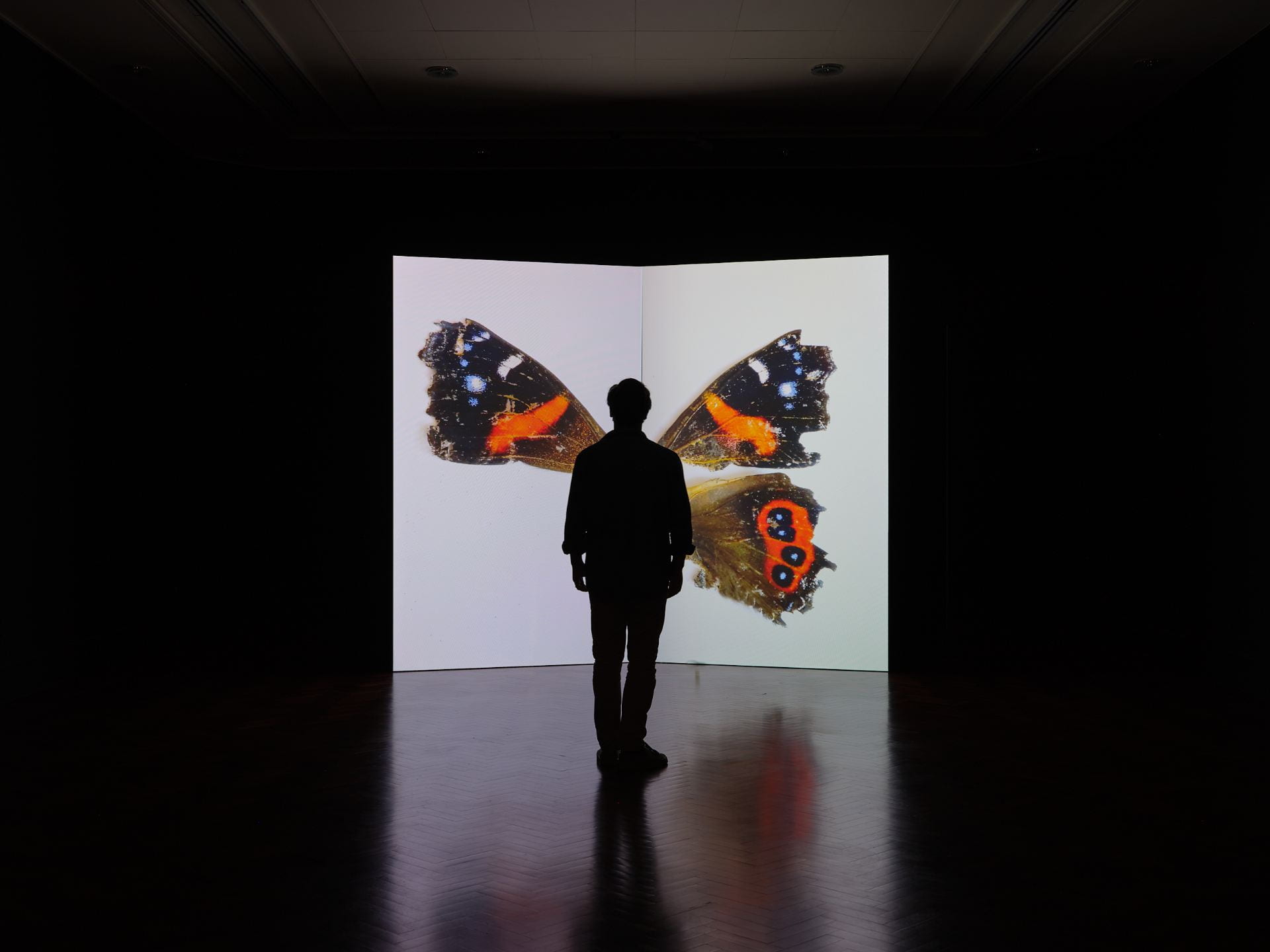 A film work is projected onto a structure shaped like an open book. A man stands silhouetted in front of the film. The film shows the red and black wings of a native butterfly, laying preserved on a white surface.