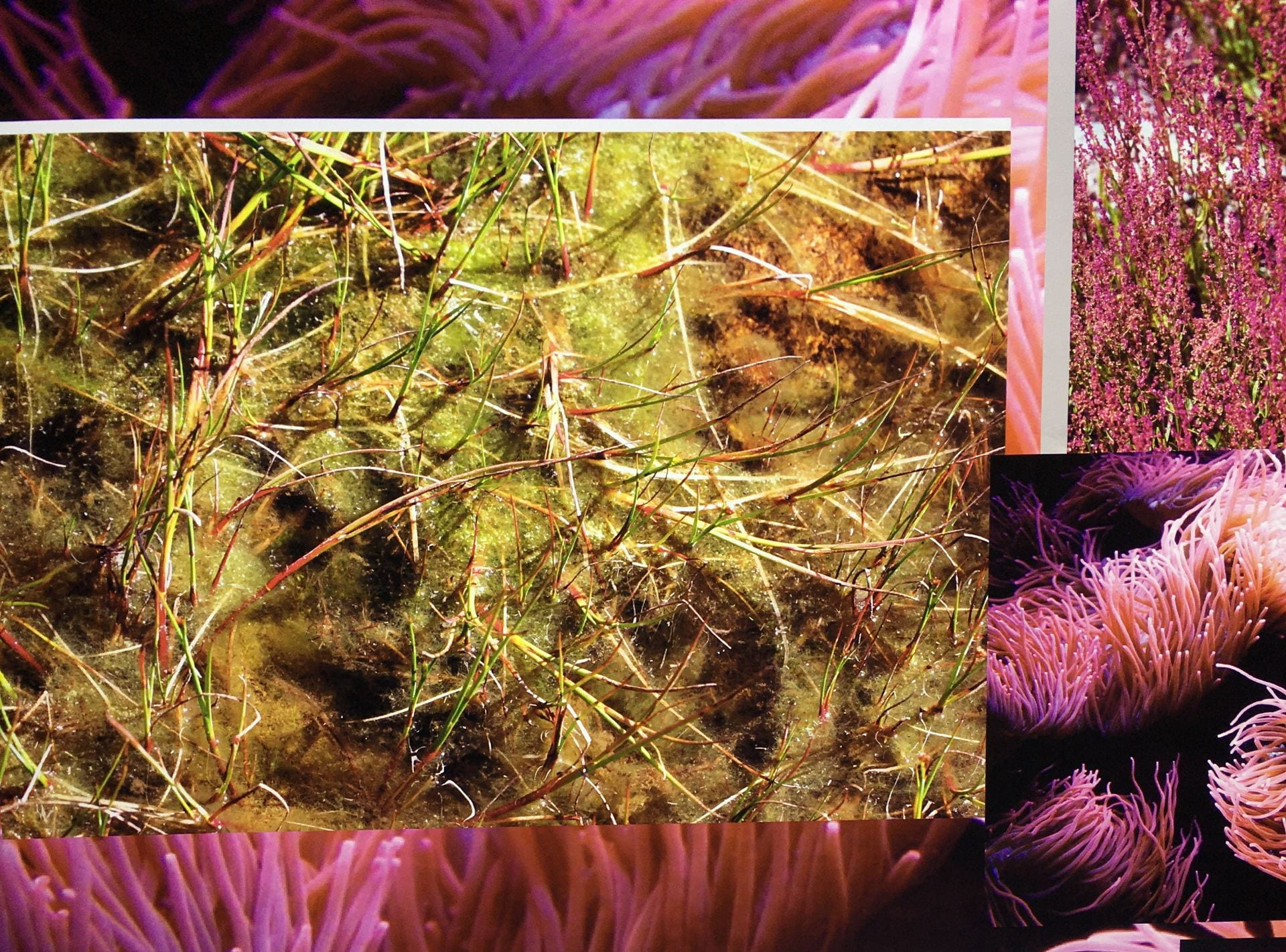 A collage of images. In the background is a closeup of pink sea anemones. In the foreground is a closeup of green moss.