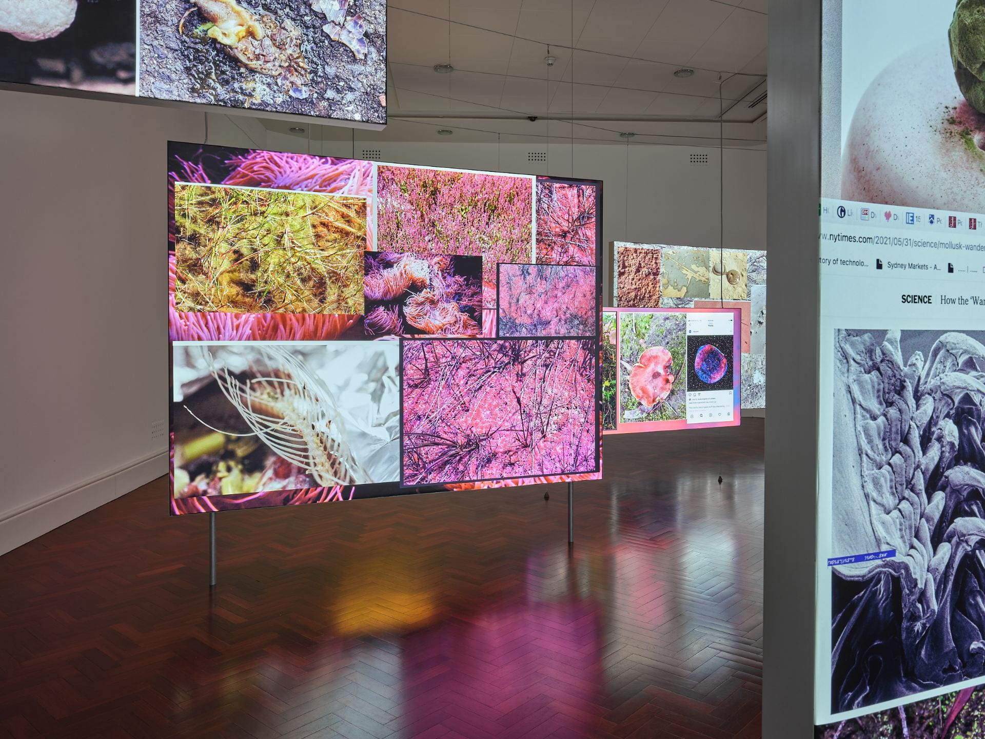 A series of bright, colourful lightboxes hanging from the ceiling in a large white gallery space. Each lightbox has an assortment of images of plant and material matter on them. The reflection of the colours can be seen in the wooden floor of the gallery.