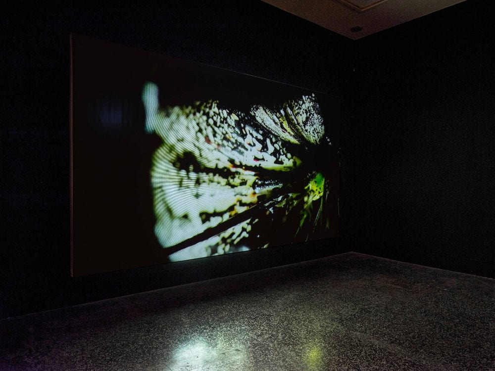 A dark room with a projected film, which shows a close-up of a lily flower.