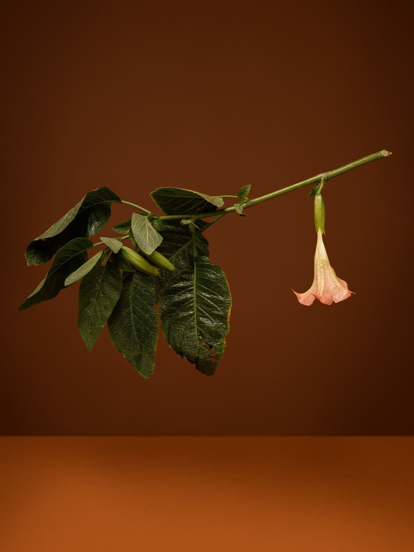 A flower with dark green leaves suspended in the air against a deep maroon brown backdrop. The flowery branch is positioned to look like a witch's broomstick hovering in the air.